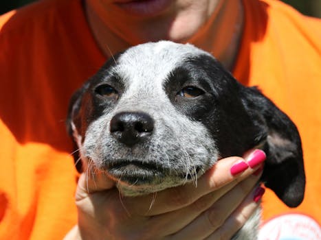 happy dog at a shelter