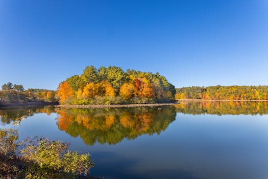 vibrant forest ecosystem