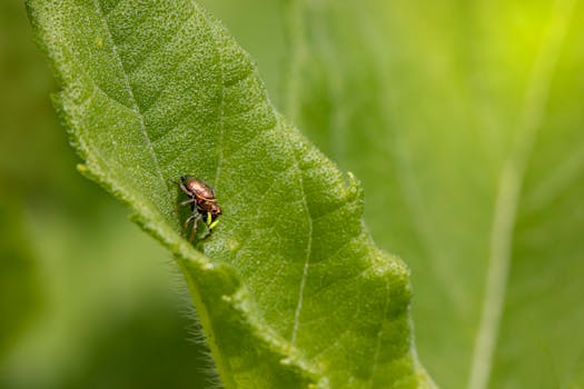 pests in the garden