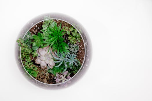 sedum plant on a green roof