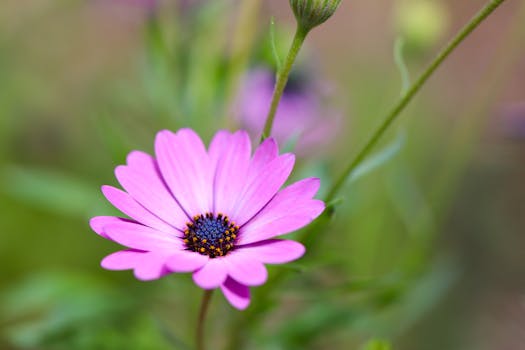 vibrant flower garden