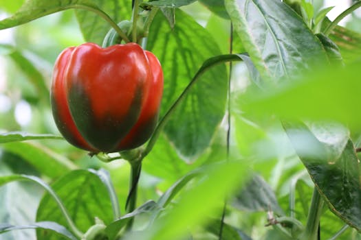 Home vegetable garden with various plants