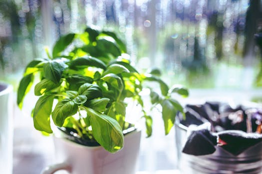 Indoor herb garden on a kitchen windowsill